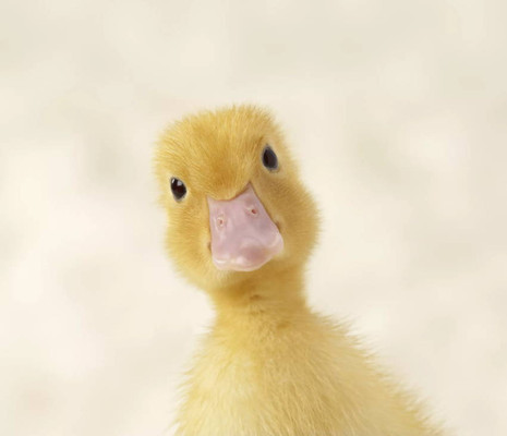 Duckling